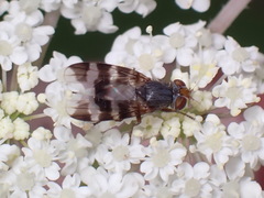 Herina ruficeps