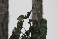Campylorhynchus albobrunneus