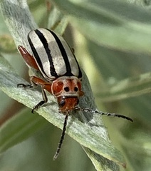 Disonycha alternata