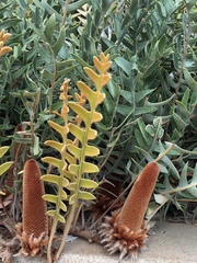 Banksia blechnifolia