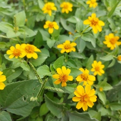 Heliopsis annua