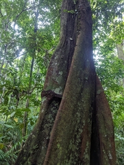 Coelostegia borneensis