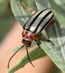 Disonycha alternata