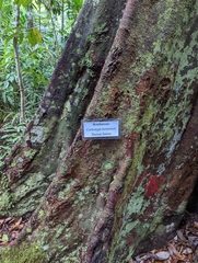 Coelostegia borneensis