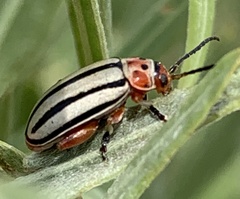 Disonycha alternata