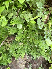 Selaginella pallescens