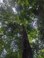 Coelostegia borneensis