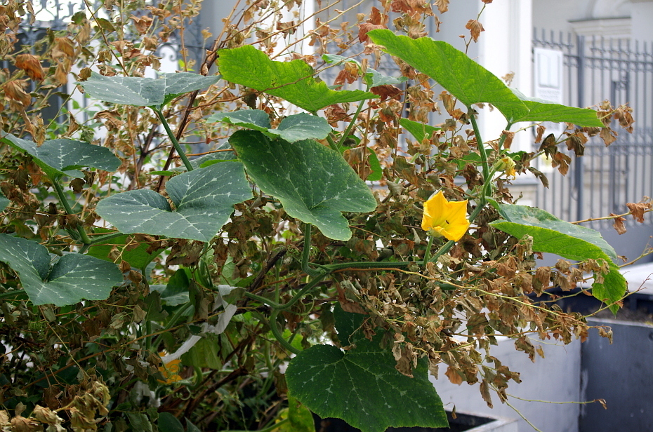 Cucurbita moschata, Центральный административный округ, Москва, Россия