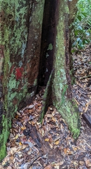 Coelostegia borneensis