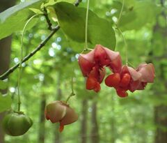 Euonymus latifolius