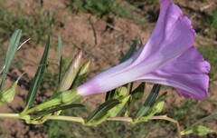 Ipomoea leptophylla