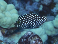 Canthigaster jactator