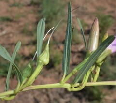 Ipomoea leptophylla