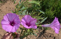 Ipomoea leptophylla