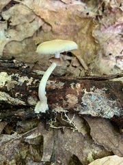 Agrocybe acericola
