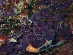 Chelonaplysilla violacea
