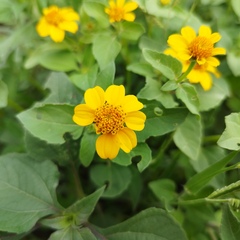 Heliopsis annua