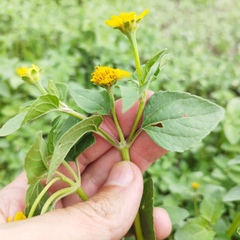 Heliopsis annua
