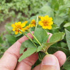 Heliopsis annua