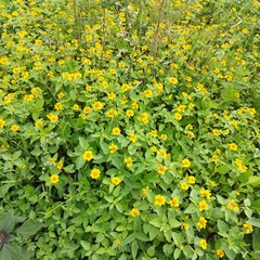 Heliopsis annua