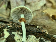 Agrocybe acericola