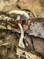 Agrocybe acericola