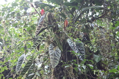 Anthurium recavum