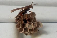 Polistes dorsalis dorsalis