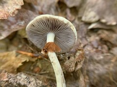Agrocybe acericola