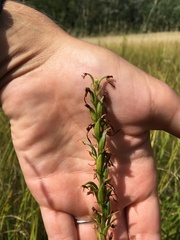 Platanthera lacera