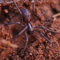 Xeropigo