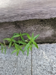 Oldenlandia corymbosa