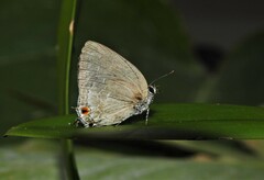 Strephonota