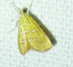 Glaphyriinae