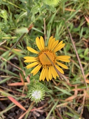Grindelia inuloides