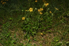 Rudbeckia fulgida spathulata