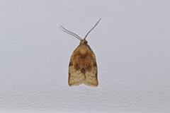 Clepsis siciliana