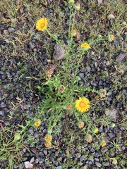 Grindelia inuloides