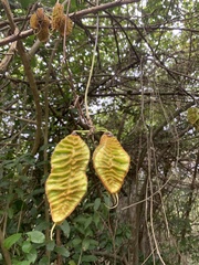 Mucuna sloanei