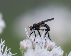 Empis clausa