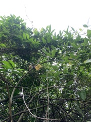 Mucuna sloanei