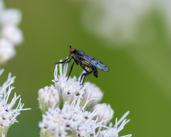 Empis clausa