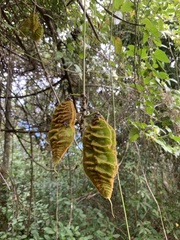 Mucuna sloanei