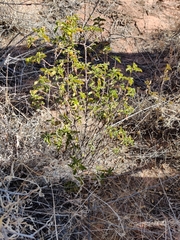 Eremophila serrulata