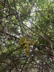 Mucuna sloanei