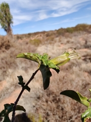 Eremophila serrulata