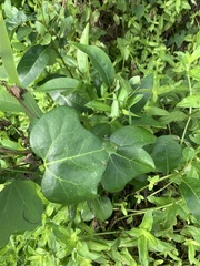 Aristolochia trilobata