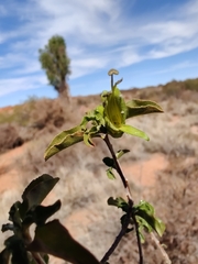 Eremophila serrulata