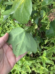 Aristolochia trilobata