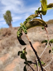 Eremophila serrulata